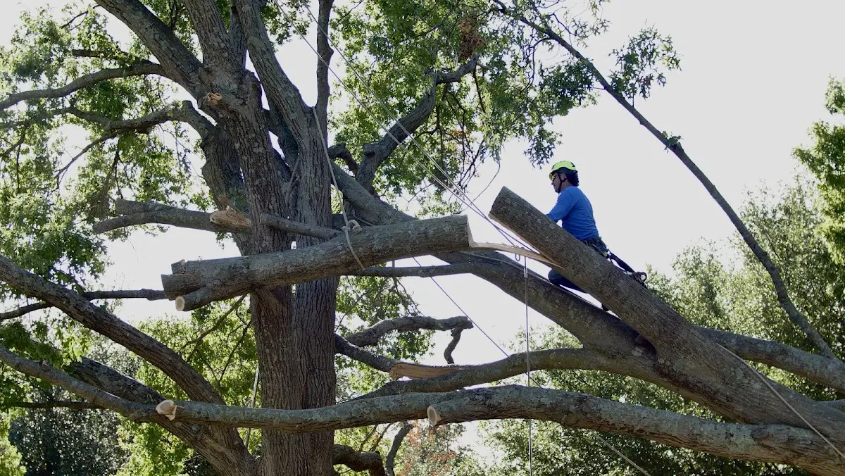 Professional Crown Thinning performed by certified arborists in Houlton